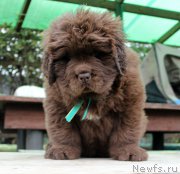 Превью фото № 215704