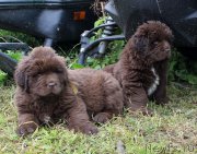 Превью фото № 215705