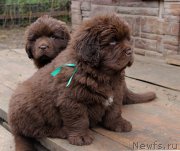 Превью фото № 215707