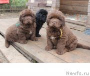 Превью фото № 215709