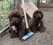 Превью фото № 215712