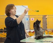 Превью фото № 215717