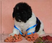 Превью фото № 215718