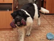 Превью фото № 215719