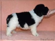 Превью фото № 215720