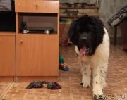 Превью фото № 215722