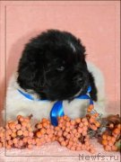 Превью фото № 215723