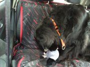 Превью фото № 215740