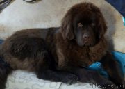 Превью фото № 215794