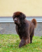 Превью фото № 215801