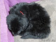 Превью фото № 215819