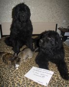 Превью фото № 215863