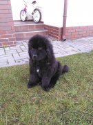 Превью фото № 215881