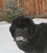 Превью фото № 215901