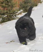 Превью фото № 215903