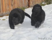 Превью фото № 215906