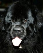 Превью фото № 215909