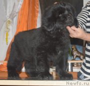 Превью фото № 215923