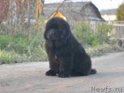 Превью фото № 215930