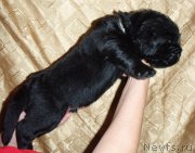 Превью фото № 215939