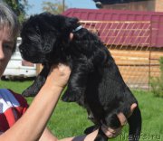 Превью фото № 215942