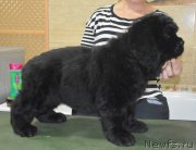 Превью фото № 215955