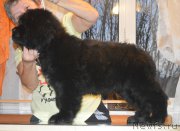 Превью фото № 215960