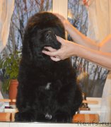 Превью фото № 215963