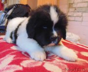 Превью фото № 215969