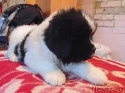 Превью фото № 215971