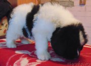 Превью фото № 215972