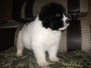 Превью фото № 215999