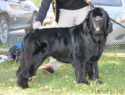 Превью фото № 216024