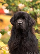 Превью фото № 216028