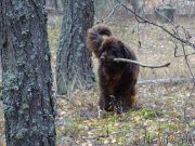 Превью фото № 216033