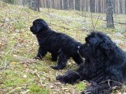 Превью фото № 216036