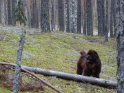 Превью фото № 216040