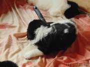 Превью фото № 216054