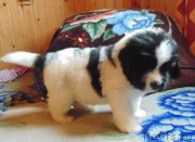 Превью фото № 216069