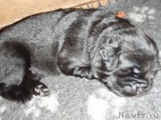 Превью фото № 216084