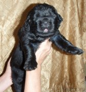 Превью фото № 216087