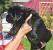 Превью фото № 216089