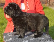 Превью фото № 216093