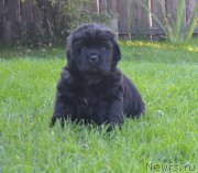 Превью фото № 216099