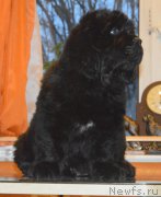 Превью фото № 216100