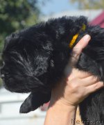 Превью фото № 216107