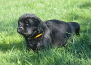 Превью фото № 216110