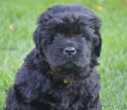 Превью фото № 216115