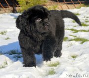 Превью фото № 216124