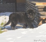 Превью фото № 216127